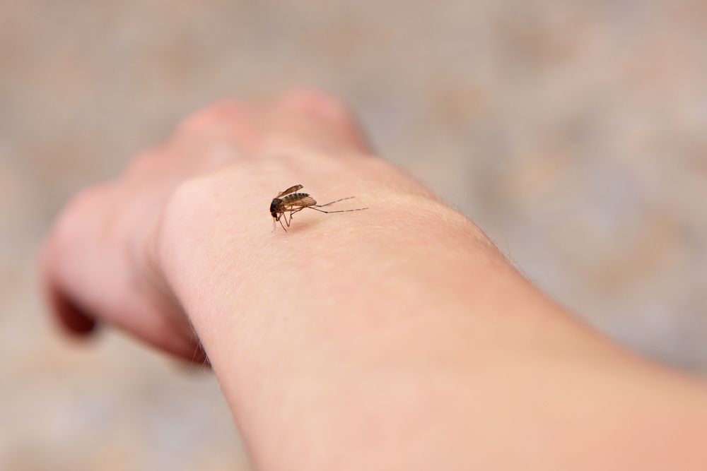 комар на руке